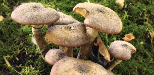 Fungi Facts Frenzy: Test Your Mushroom Mastery!