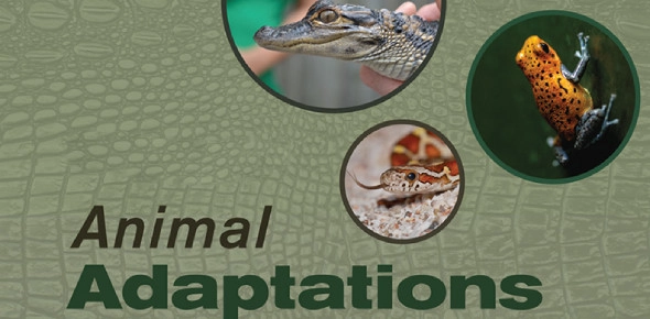 Quiz Image