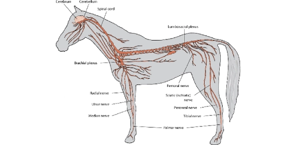 Quiz Image