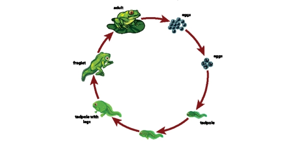 Quiz Image