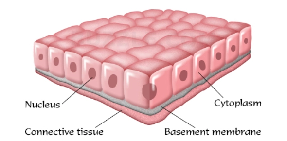 Quiz Image