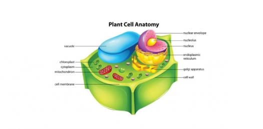 Quiz Image