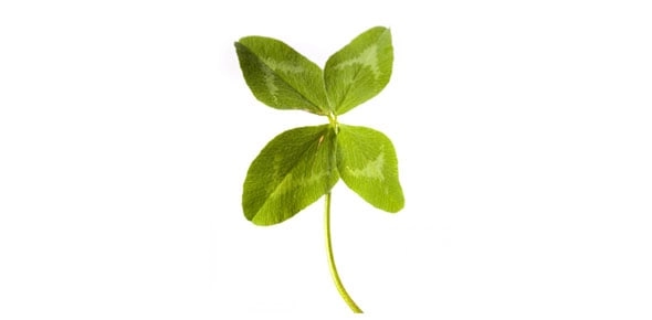 Quiz Image
