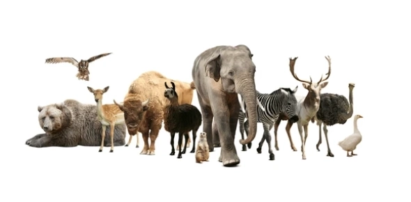 Quiz Image