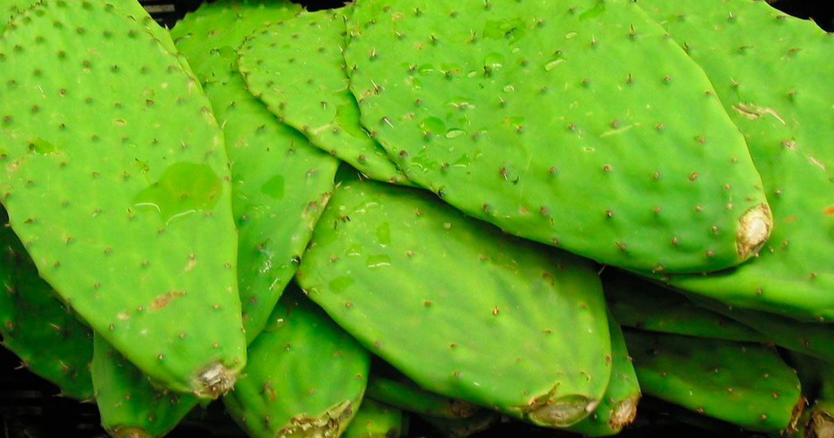 Prepara se como nopal de para peso bajar