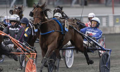 Speltips: Skrivna tips till V75 Skellefteå 1/10 med ranking och spelförslag