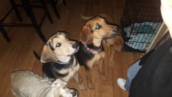 The Hounds Hazel and Whit