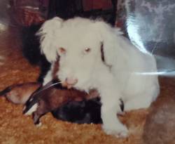 My very first dog Skeeter