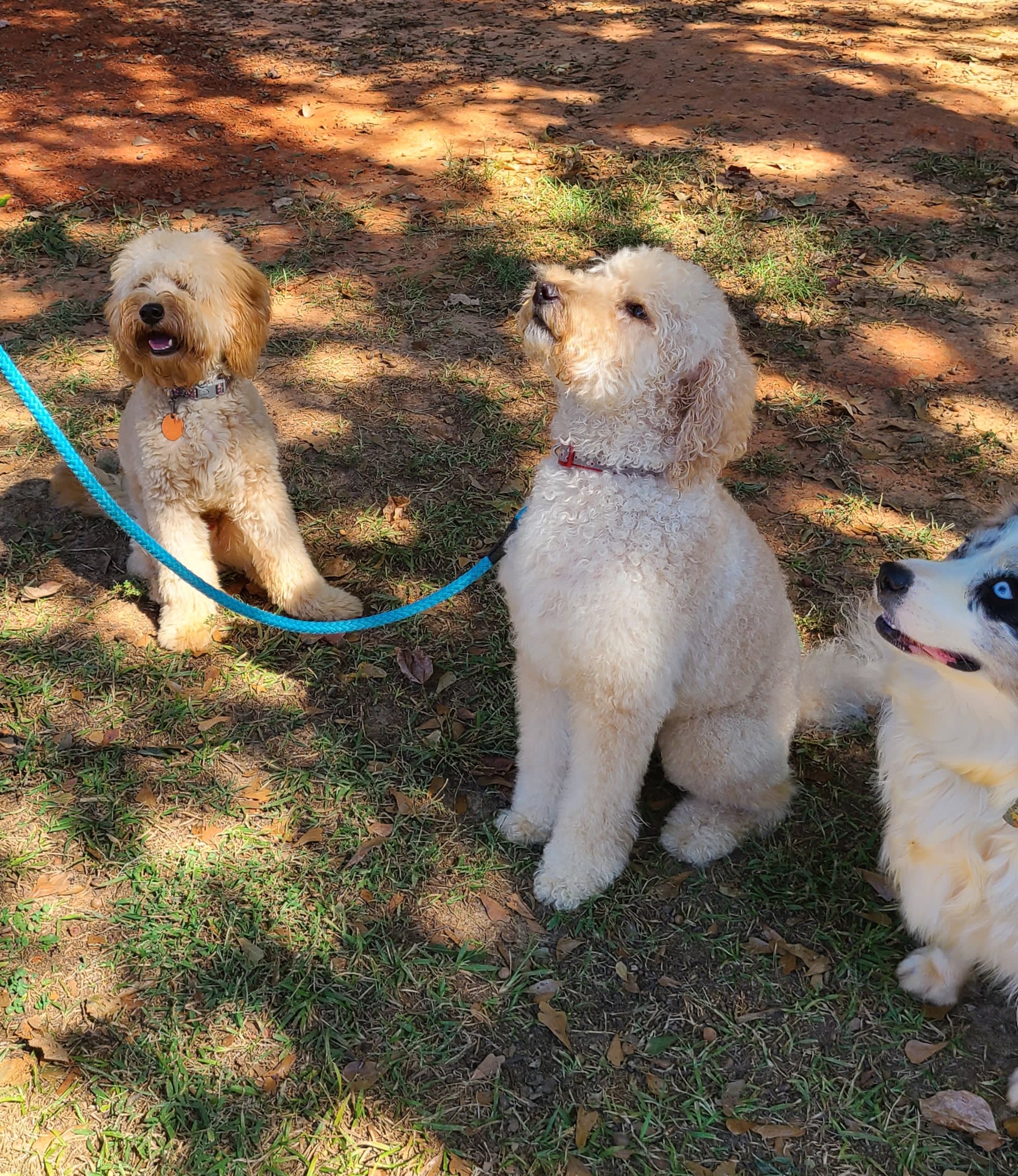 Training in the Yard