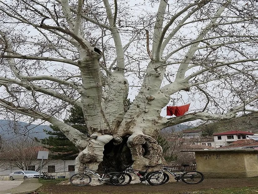 Tarihi Çınar — Sakarya tarihi yerler
