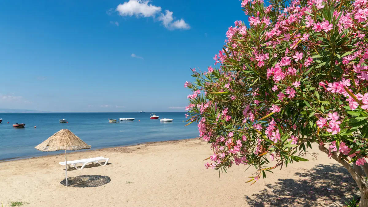 Sarıkum Plajı — Balıkesir gezilecek yerler