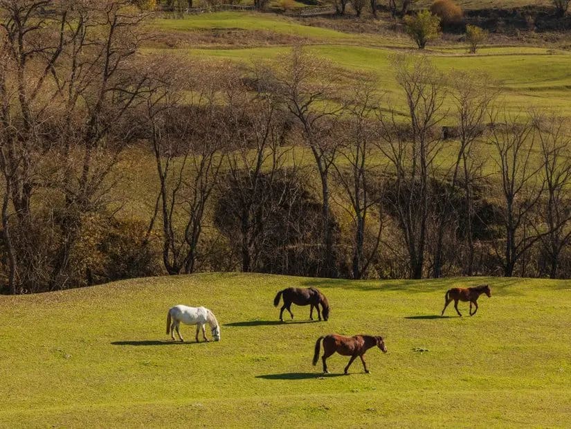At Yaylası — Bolu gezilecek yerler