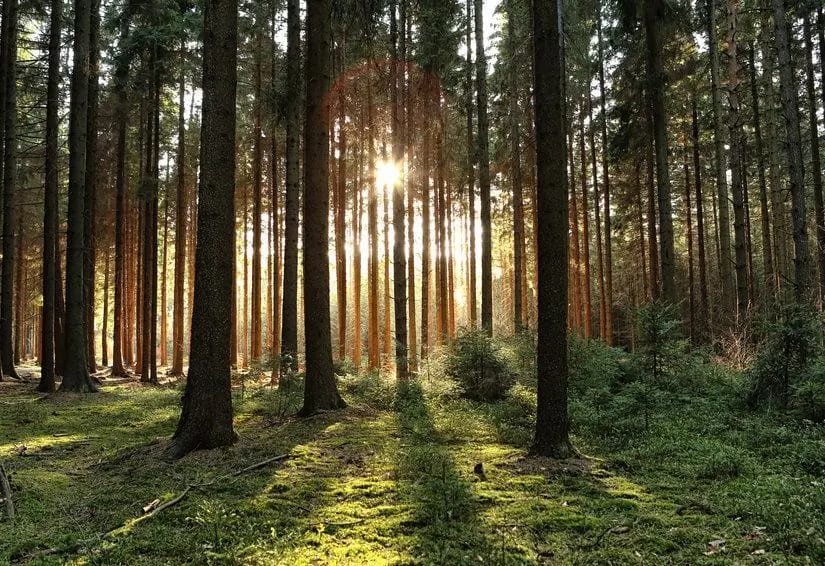 Beşpınarlar Tabiat Parkı — Bolu gezilecek yerler