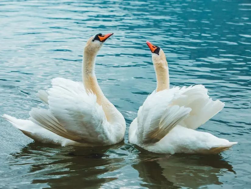 Yedi Kuğular Millet Bahçesi — Amasya doğa ve parklar