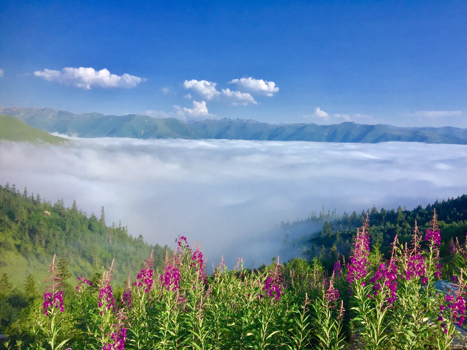 Çağrankaya Yaylası — Rize doğa ve parklar