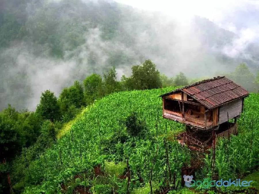 Efeler Köyü Unesco Biyosfer Rezerv Alanı — Artvin doğa ve parklar