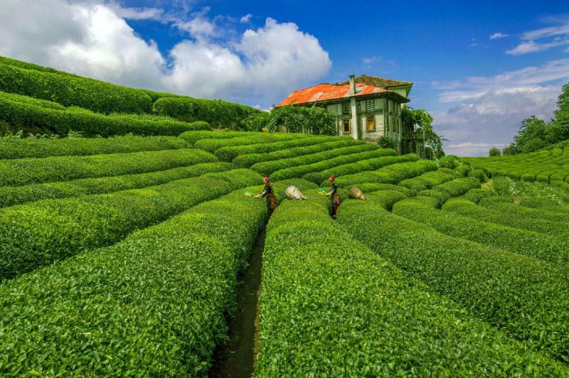 Haremtepe (Çeçeva Köyü) — Rize doğa ve parklar