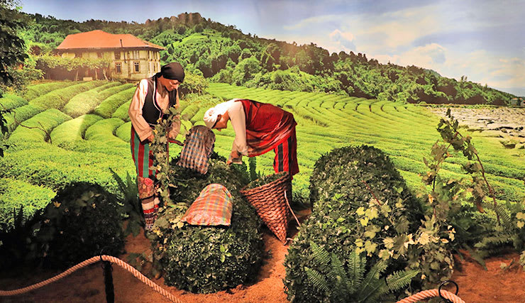 Doğal Yaşam Müzesi — Rize müze ve saraylar