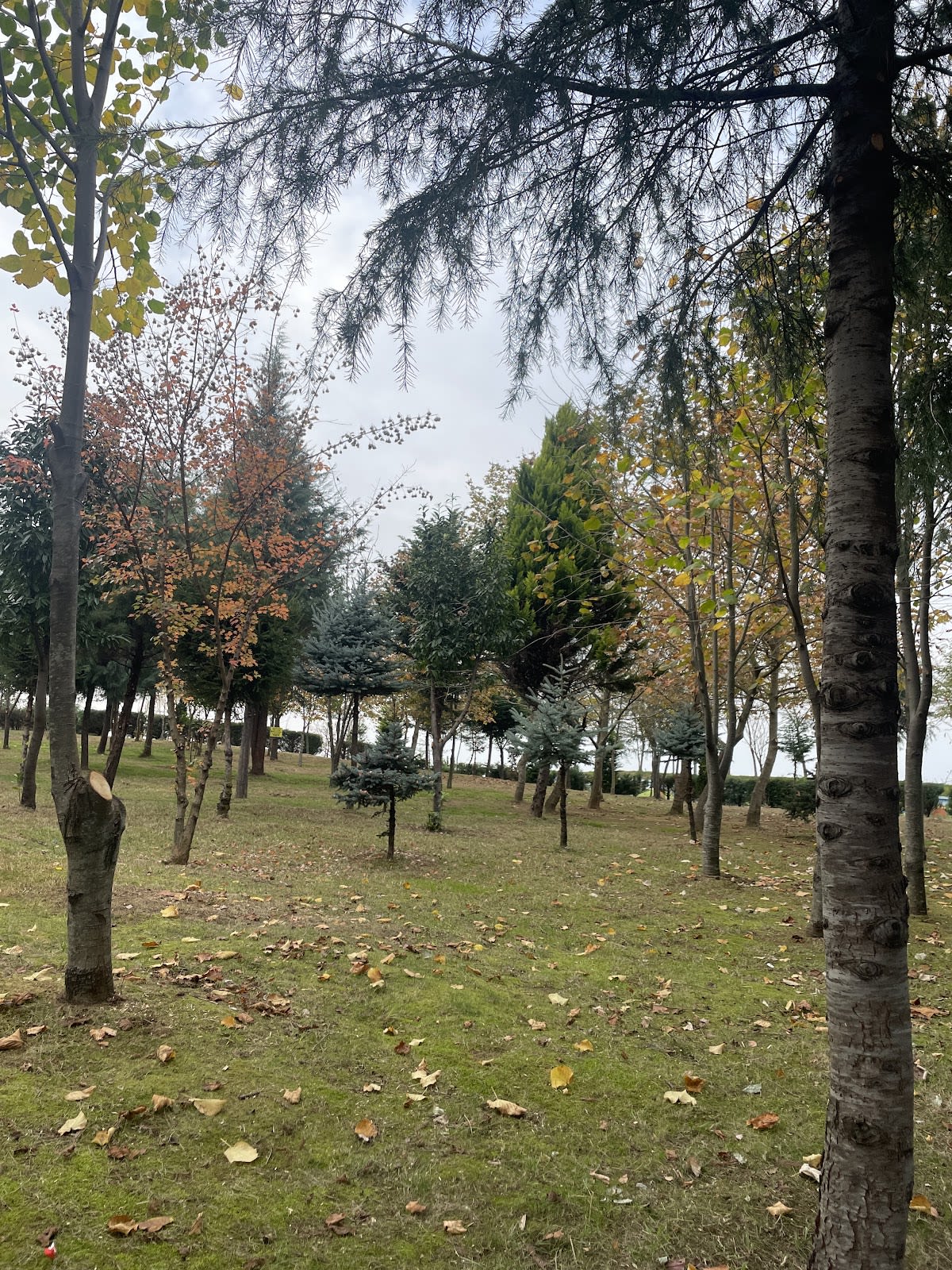Derepazarı Sahil Mesire Alanı — Rize doğa ve parklar