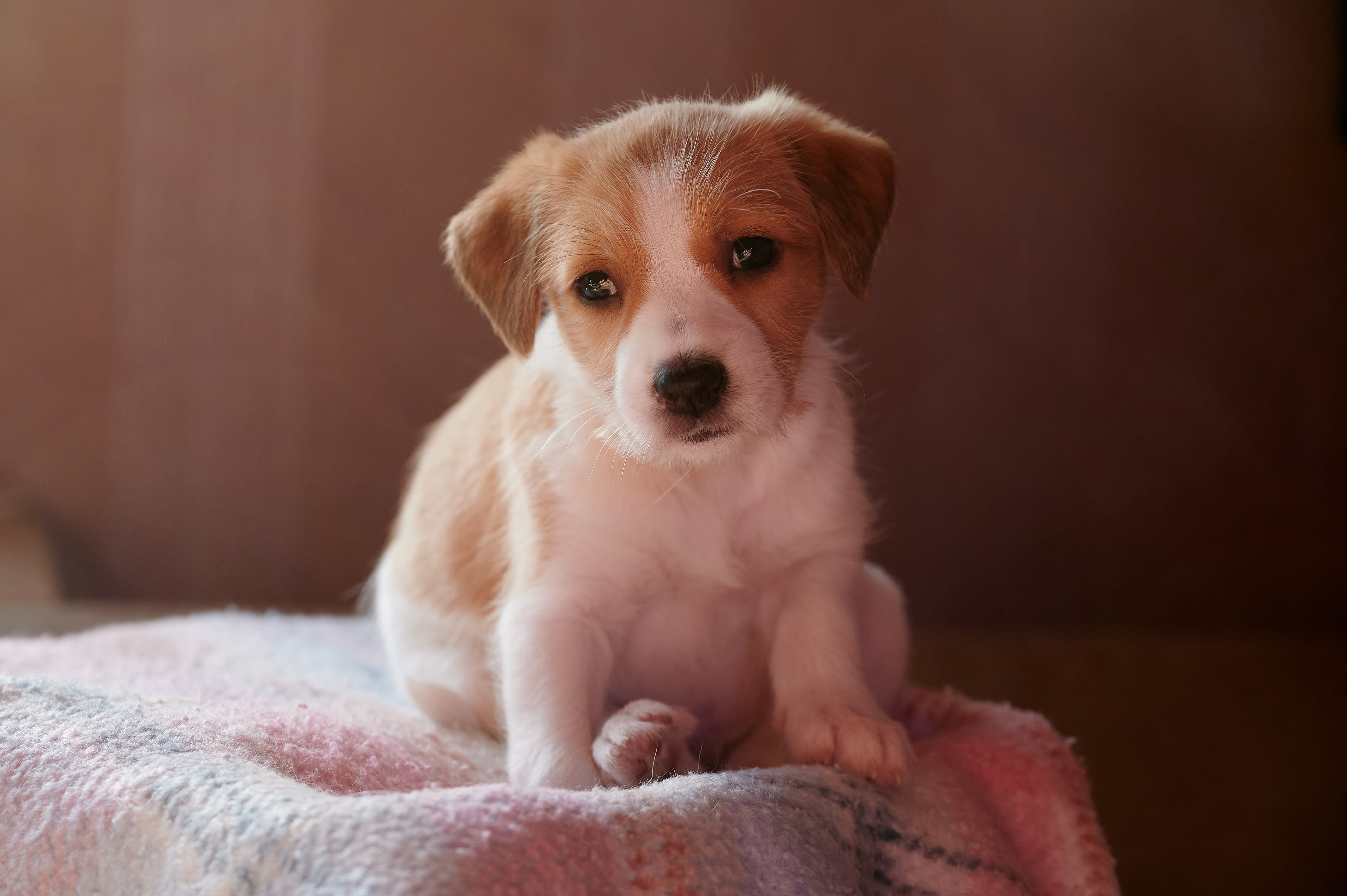 Kromfohrländer Familie