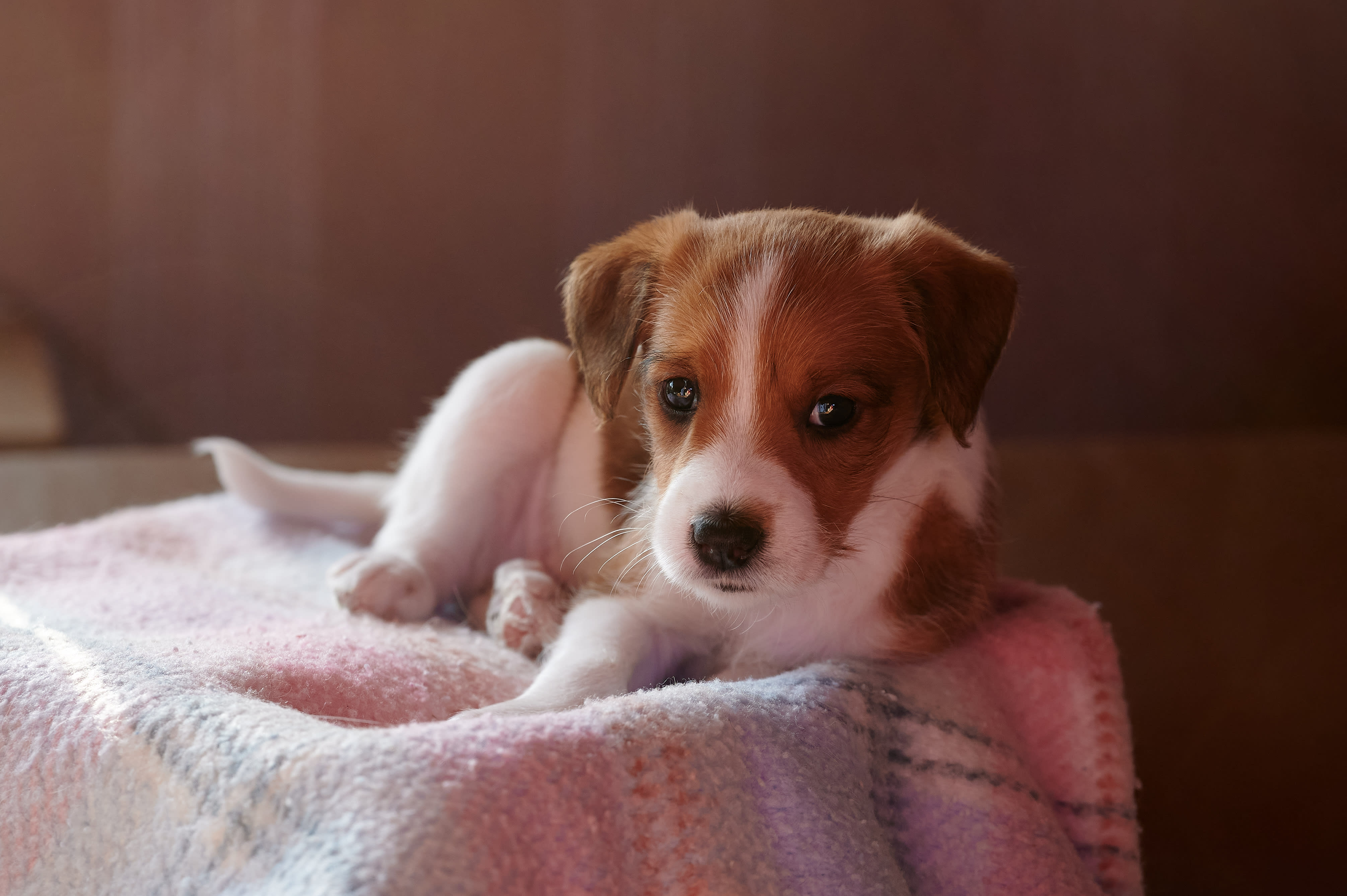 Kromfohrländer beim Spielen