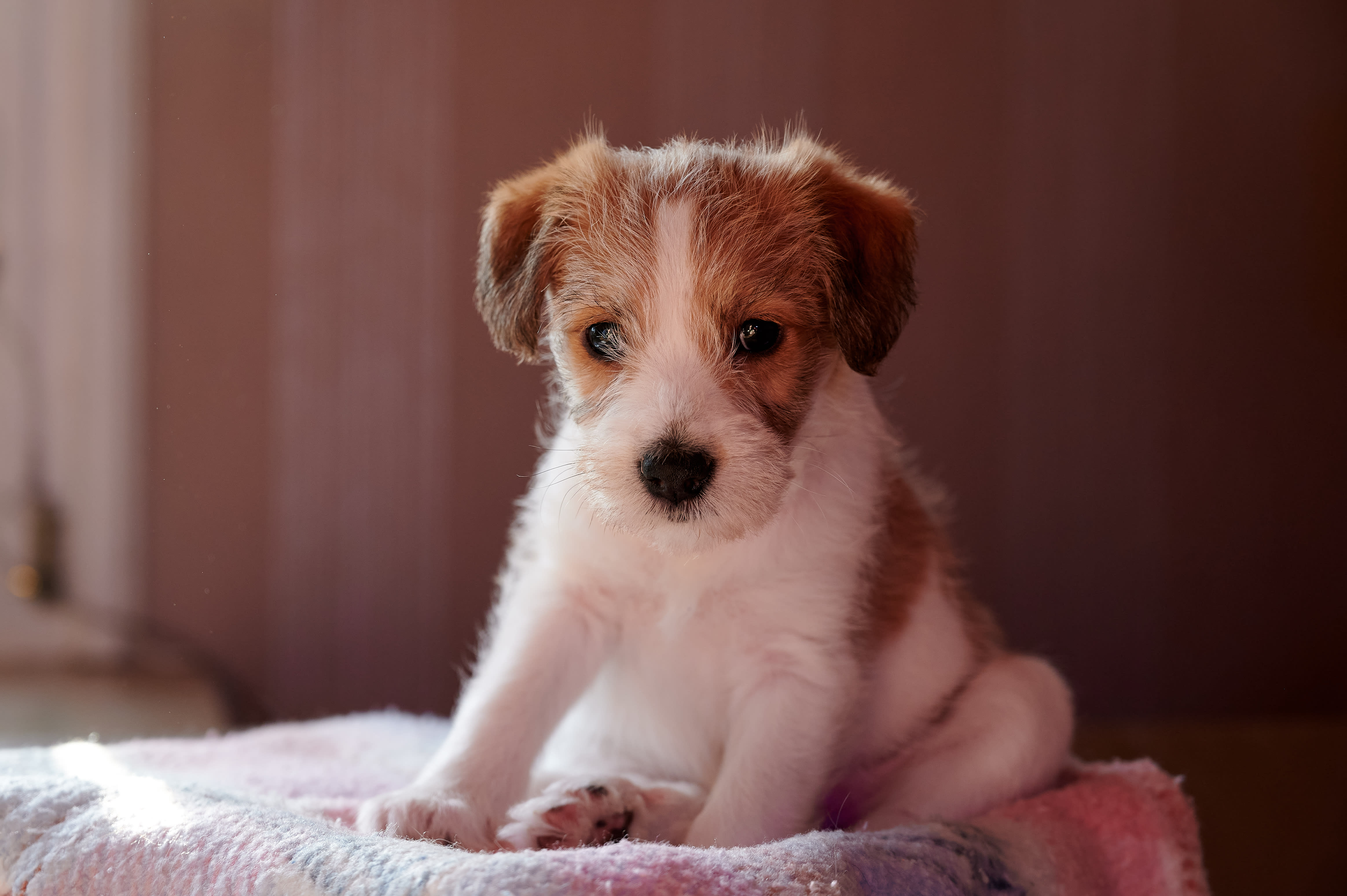 Kromfohrländer Portrait