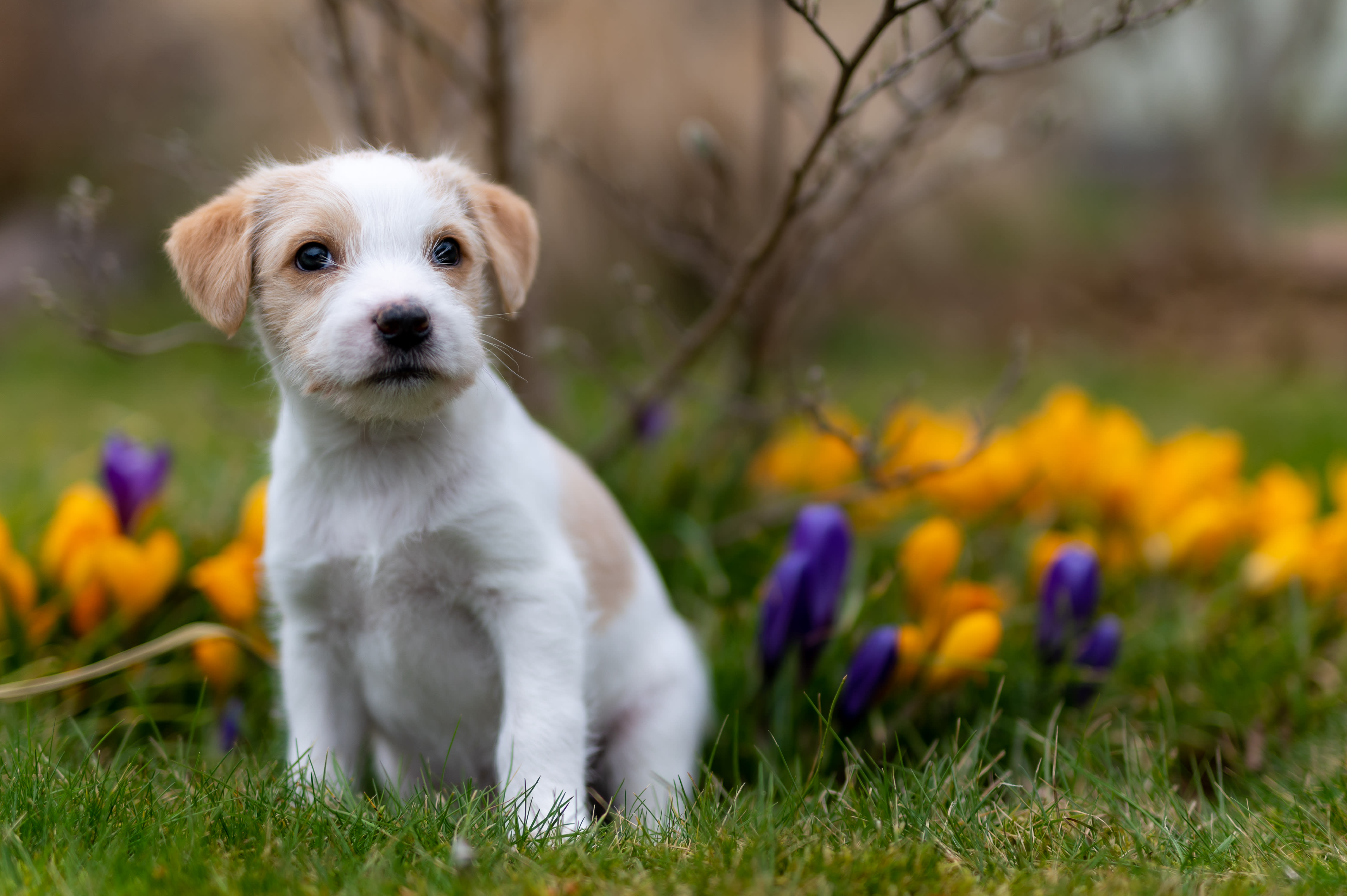 Kromfohrländer Hunde