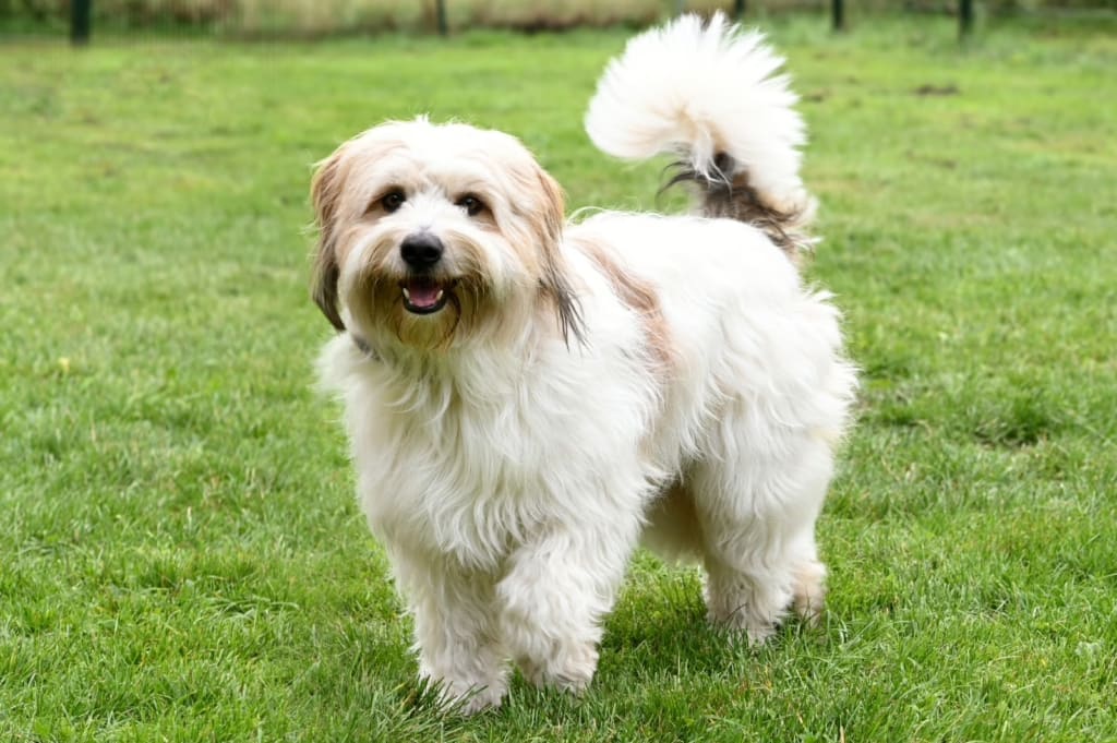 Vater Amico vom Tütjenbarg