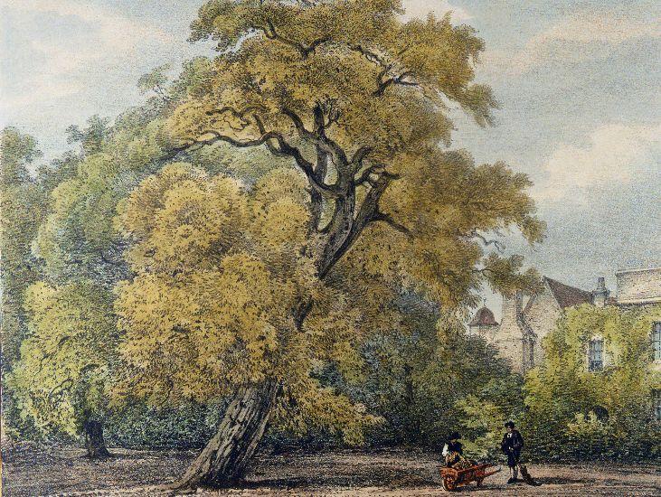 watercolour of two gardeners and a wooden wheelbarrow under a cork tree