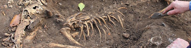 Dog skeleton being uncovered by an archaeologist