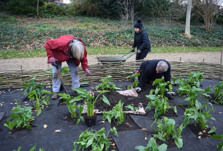 Three people are planting green leafy specimens