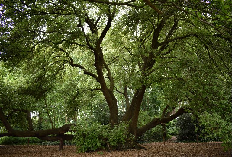 our ancient holm oak tree