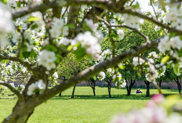apple tree blossoms with a person sitting on the ground in the distance