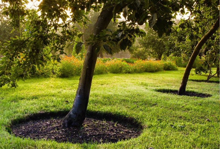 apple trees in the afternoon sunlight