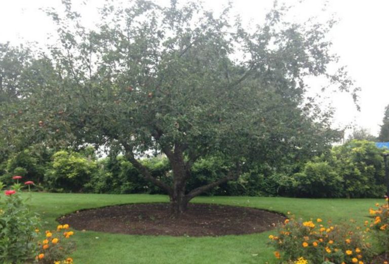 blenheim orange apple tree in the walled garden
