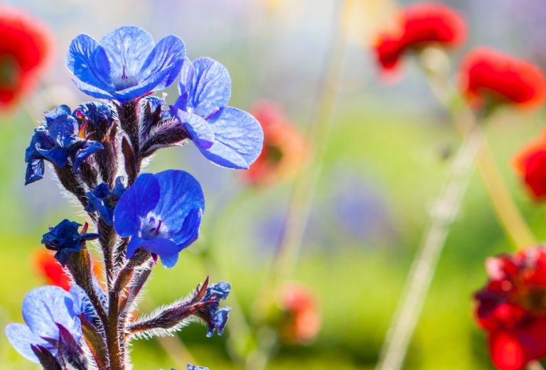 blue and red flowers in the knot garden
