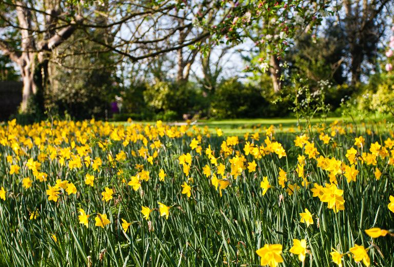 rows of daffodils on a sunny spring day