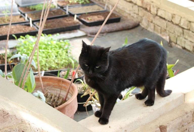 edmund the black cat in the vinery