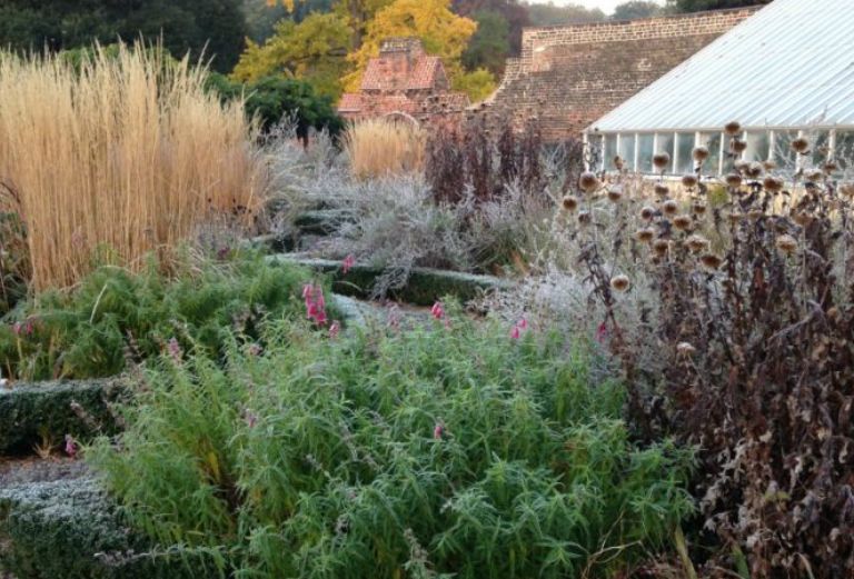 frost covered plants in the knot garden
