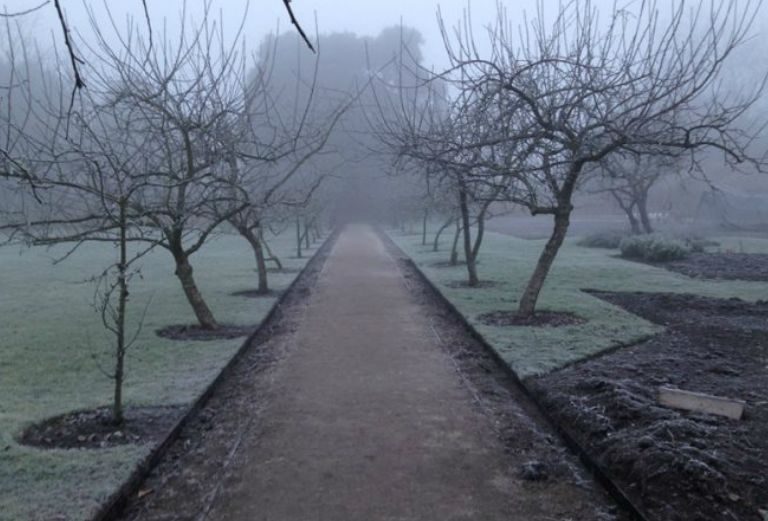 frosty path and apple trees in winter