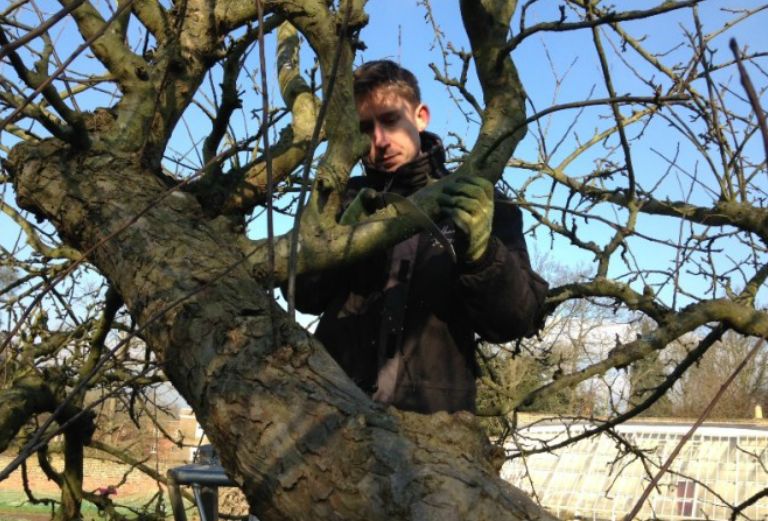 garden apprentice pruning apple tree