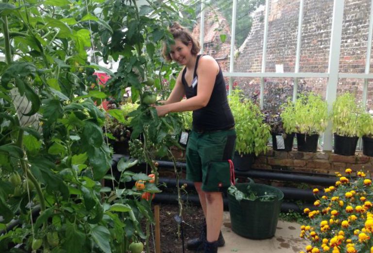 garden apprentice trimming tomato vines