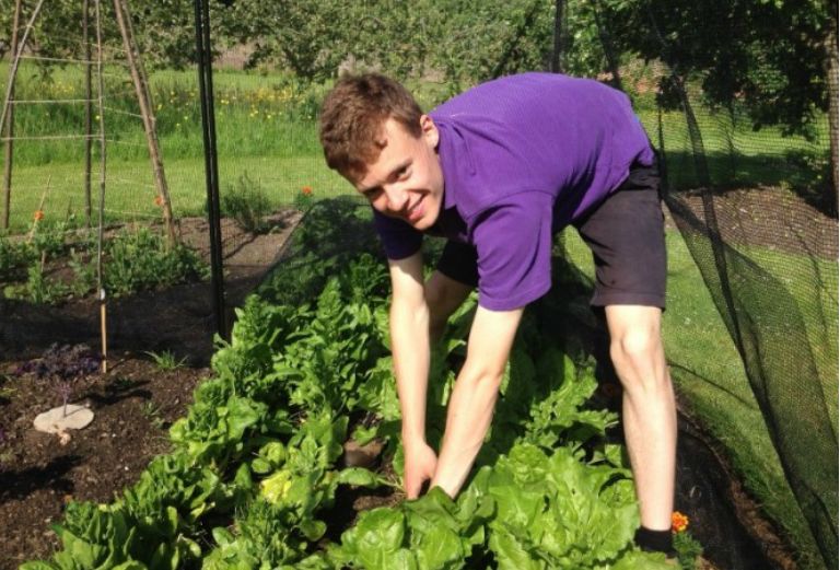 garden apprentice gathering lettuce in the kitchen garden