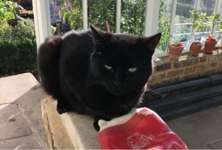 edmund the black cat sitting in the vinery
