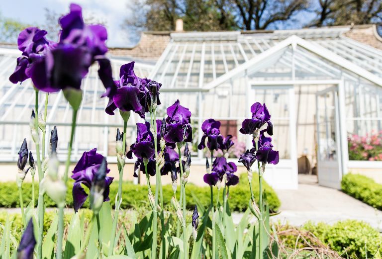 purple irises bloom with vinery in the background