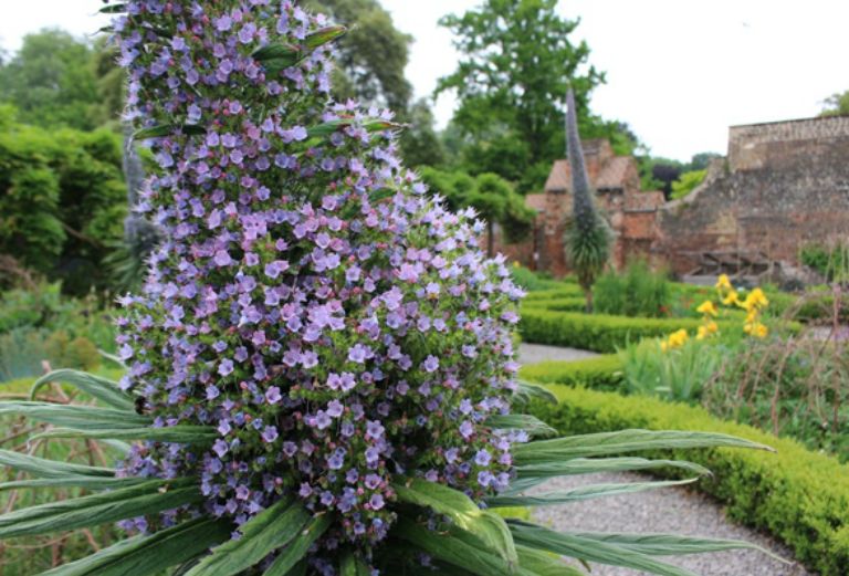 echium pininana purple flowers in bloom