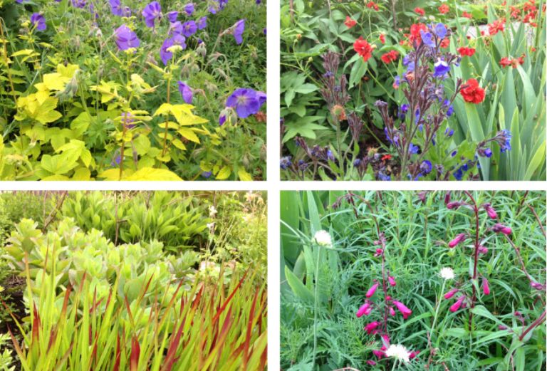 four plant varieties in the knot garden