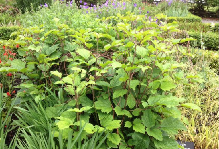 green plants in the knot garden