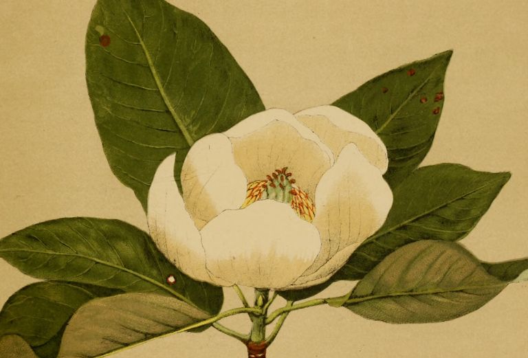 abotanical drawing of magnolia virginana