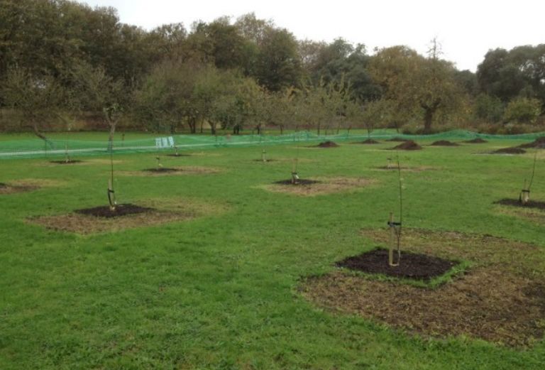 rows of just planted apple trees in the new apple orchard